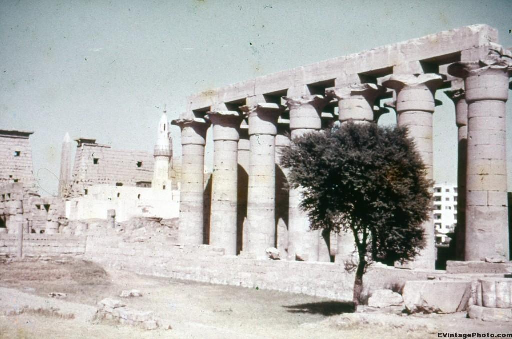 Lotus Pillars