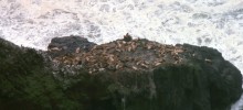Sea Lions at Sea Lion Caves, Florence Oregon