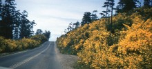Oregon Coastal Road